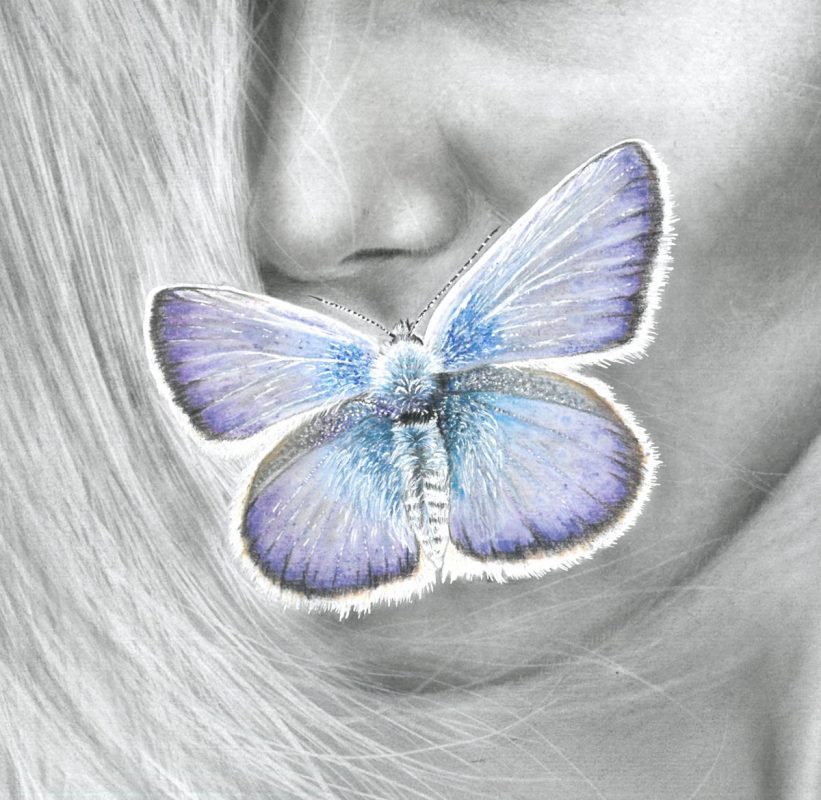 The butterfly Drawing 3